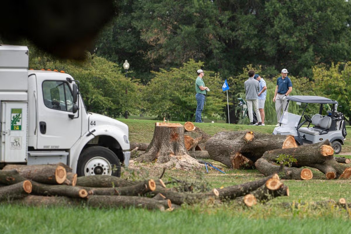Los golfistas pasan junto a árboles talados recientemente por el Servicio de Parques Nacionales el sábado 10 de octubre de 2026 en el campo de golf East Potomac en el estado de Washington. (Foto AP/Nathan Howard)