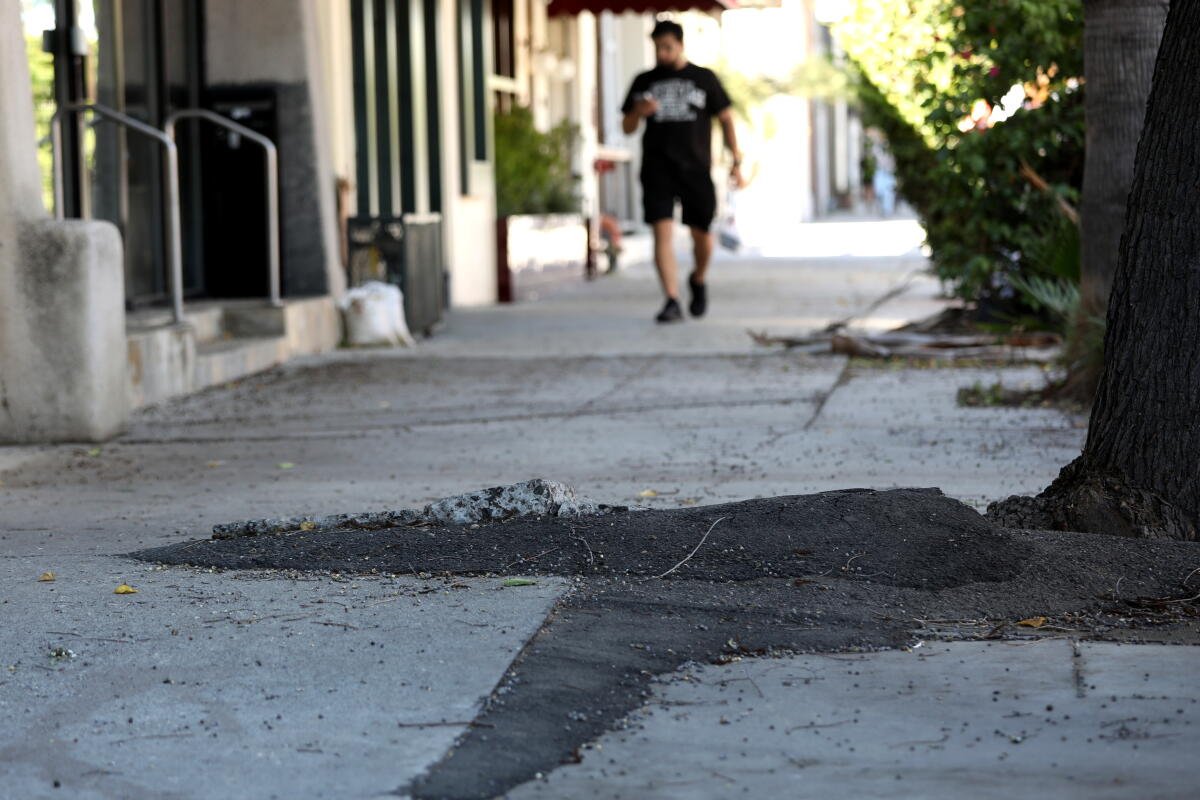 Las aceras a lo largo de la cuadra 1300 de Ventura Avenue estaban en mal estado.