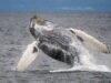 California está creando las primeras áreas marinas protegidas lideradas por tribus