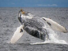 California está creando las primeras áreas marinas protegidas lideradas por tribus