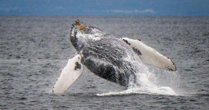 California está creando las primeras áreas marinas protegidas lideradas por