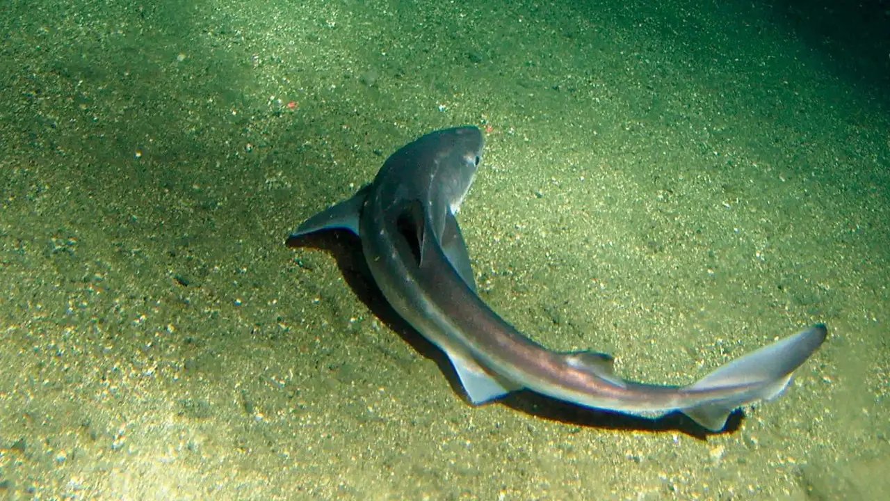 Los investigadores han descubierto que los tiburones producen cortisol para