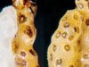 Un estudio de Stanford revela cómo la clonación de corales sanos podría ayudar a revivir los arrecifes de coral moribundos